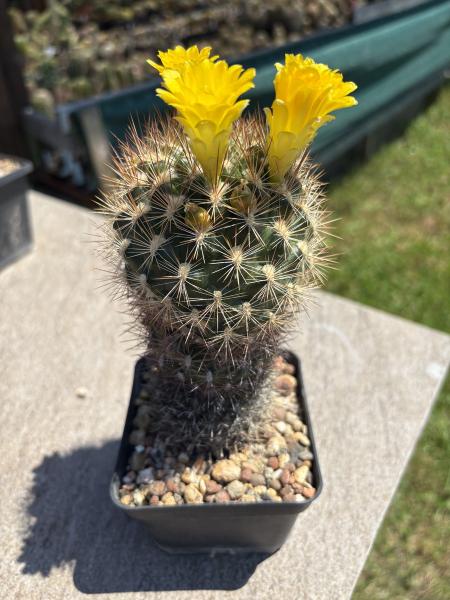Weingartia spec.